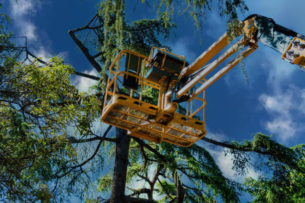 Best Local Tree Services  in Proctor, VT